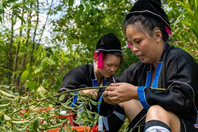 粤北山野“小辛香”如何迈向“大市场”麻将胡了试玩模拟器一颗山苍子的新生：(图1)