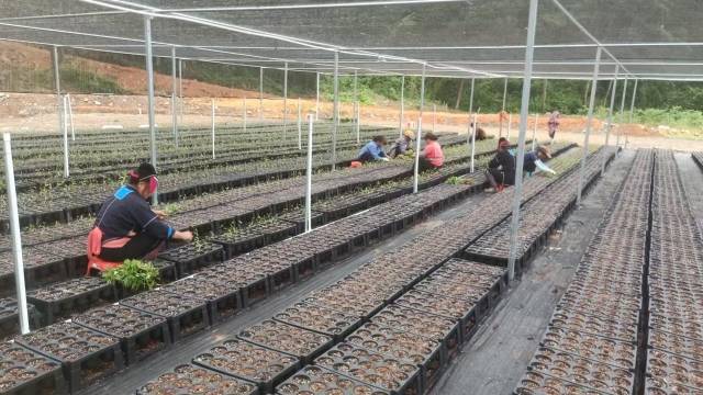 粤北山野“小辛香”如何迈向“大市场”麻将胡了试玩模拟器一颗山苍子的新生：(图3)